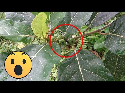 Video: Tumbuhan Getah