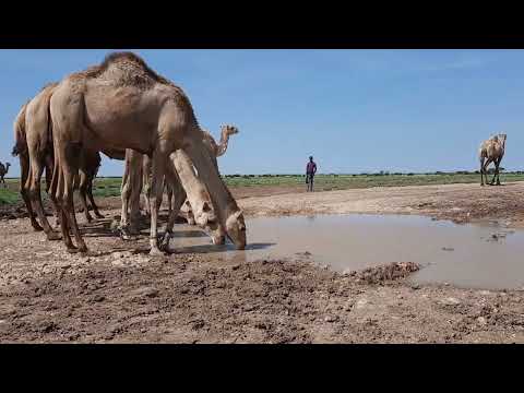 وجالي مدينة السحر والجمال في صوماليلاند أرض الصومال