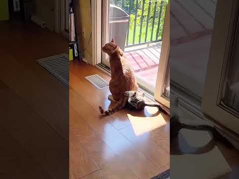 Cat's fighting😂😂