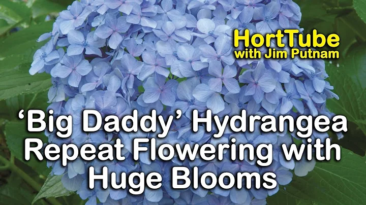 'Big Daddy' Hydrangea - Repeat Flowering with Huge Blooms - DayDayNews