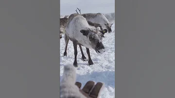 🤔 Самое большое стадо домашнего северного оленя