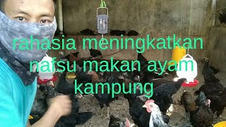 Tips Menambah Nafsu Makan Ayam !. 