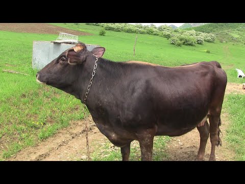 ყავისფერი შვიცბრაუნი მოსეს ფერმაში....