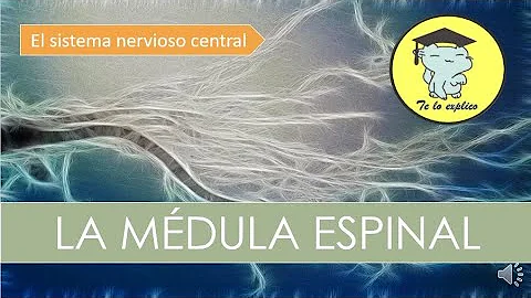 ¿Qué es una Hemimedula?