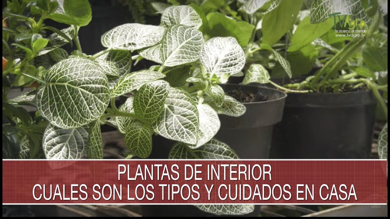 Plantas de interior cuales son los tipos y cuidados en casa - TvAgro por  Juan Gonzalo Angel Restrepo - YouTube