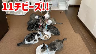 元野良猫の子猫達総勢11匹がこんなにお利口さんになりました