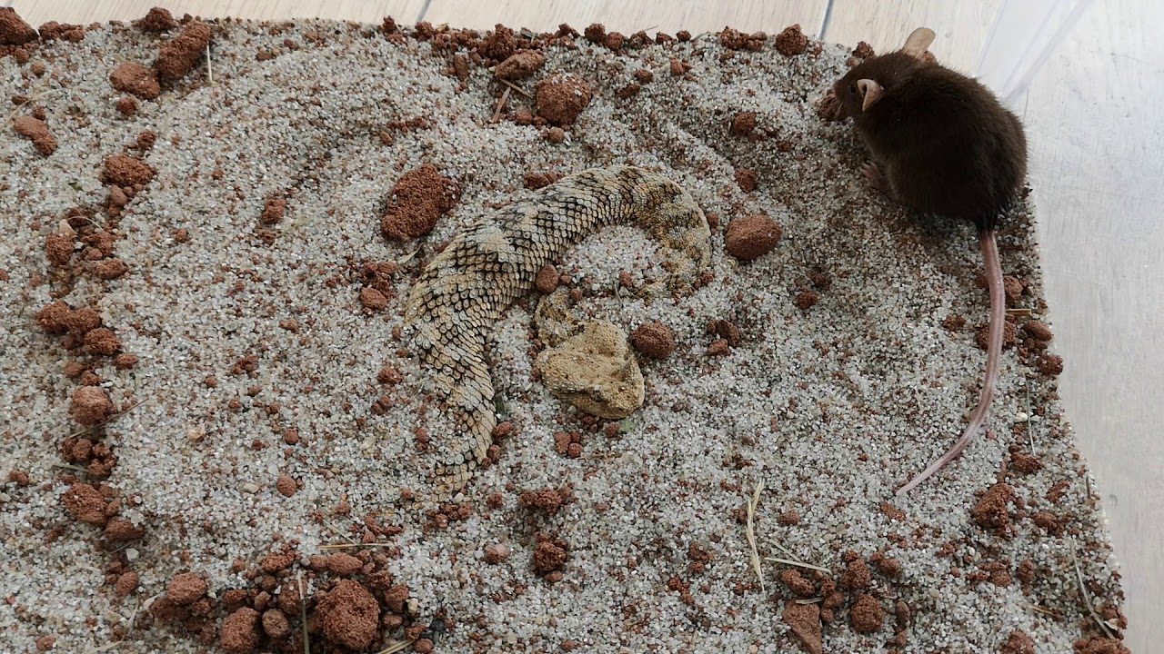snake oil Saharan Horned Viper Strike