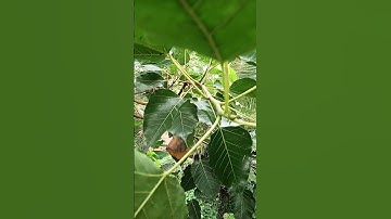 lợi ích và lưu ý khi sử dụng cây  Bồ Đề làm dược liệu #caythuocquy #caythuocnam #câythuốcnam