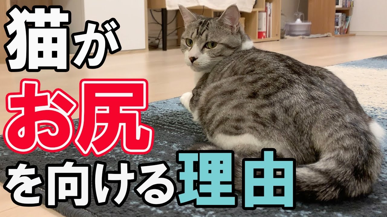みんな意外と知らない 猫がお尻を向ける隠された真意 Youtube