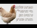 כפרות שלאגן ביי אדמורי ם און בארא פארק כפרות שלאגן ביי אדמורי ם און בארא פארק