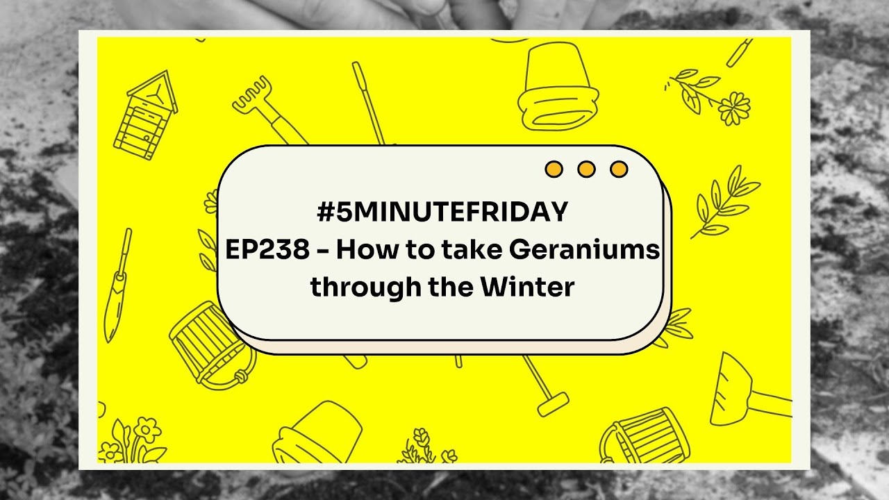 EP238 - How to take Geraniums through the Winter #5minutefriday - YouTube