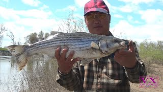 Fishing Strip Bass, Splittail, Suck and Pikeminnow Fish Sacramento River 2024