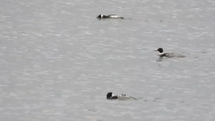 Mergansers off of Royal Bay Beach, Colwood, BC, Canada