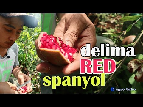 Video: Varietas Pohon Delima: Jenis Umum Pohon Buah Delima