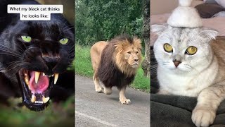 Try not to Laugh Challenge 🤣🤣🤣 Funny TIKTOK Animals Compilation