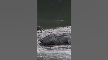 Cá sấu xâm nhập lãnh thổ của đàn rái cá              #taphoa1985 #ytshorts #youtube