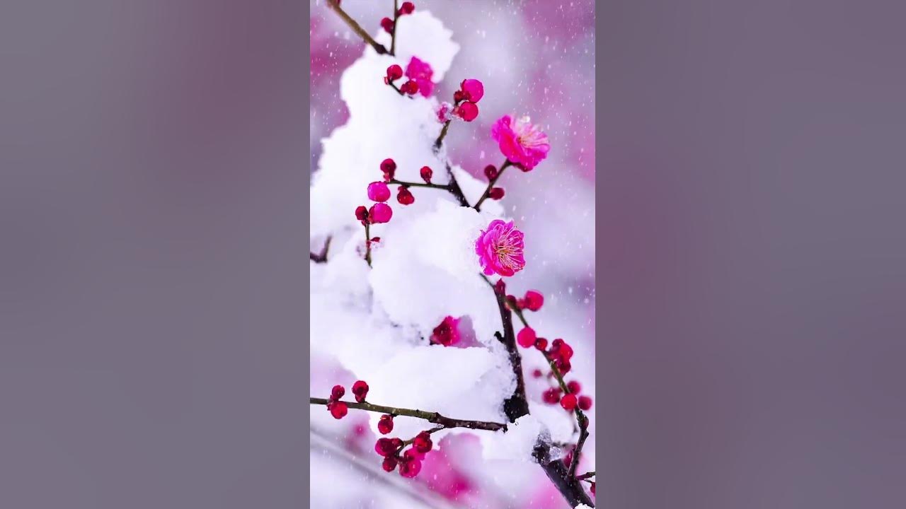 plum bossom