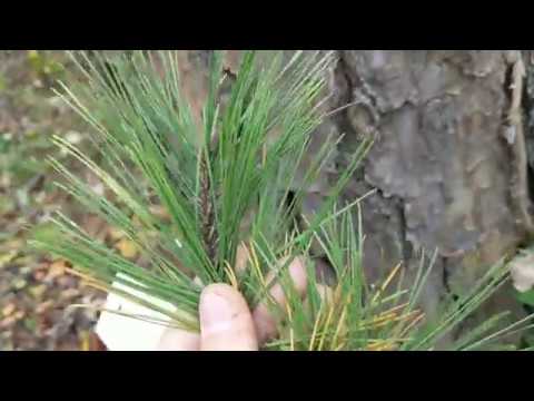 Video: What Is A Virginia Pine Tree: Lær om Virginia Pine Trees In The Landscape