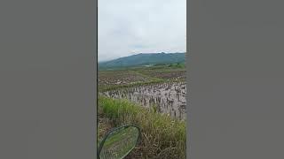 di sawah