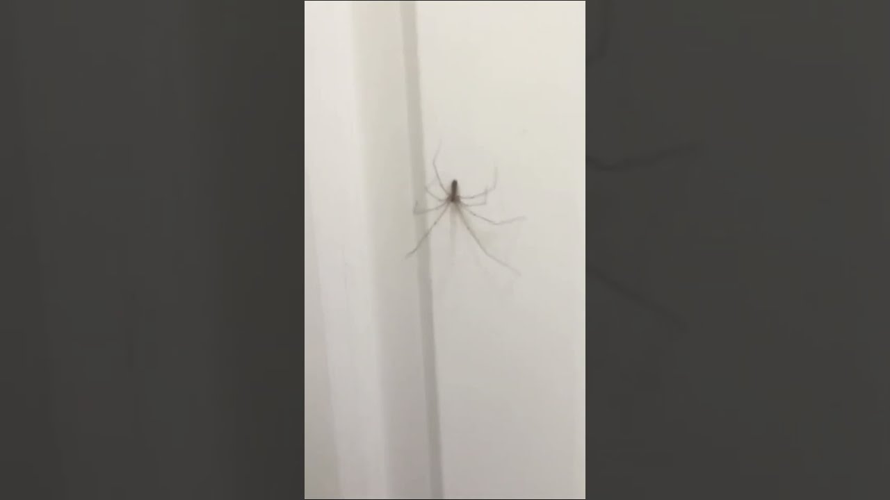 Meeting A Friendly Spider