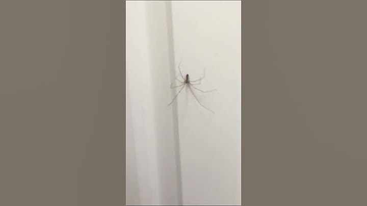 Meeting a Friendly Spider