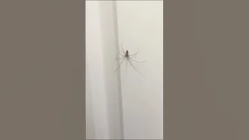 Meeting A Friendly Spider 