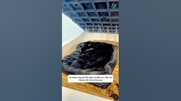 Mùi tanh và màu nước vàng trong bể biến mất nhanh chóng khi có than hoạt tính #aquatic #shorts