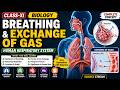 BREATHING EXCHANGE OF GAS | HUMAN RESPIRATORY SYSTEM | BIO | CLASS XI |