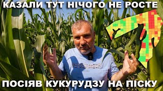 Диференційне внесення та посів кукурудзи на пісках. Точне землеробство від Ю.Дробязко