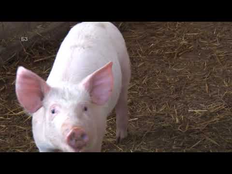 Video: Mogu li se bradavičaste svinje pripitomiti?