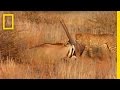 Cheetahs vs. Gemsbok | National Geographic