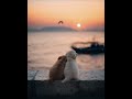 #sunset #cutepuppy #dog #pets #petlovers #smallbaby #animals #animallovers #doglove #love #friends