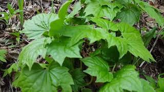 Korean Wild Vegetables 20-1. Maple Leaf Cluster (20180427)