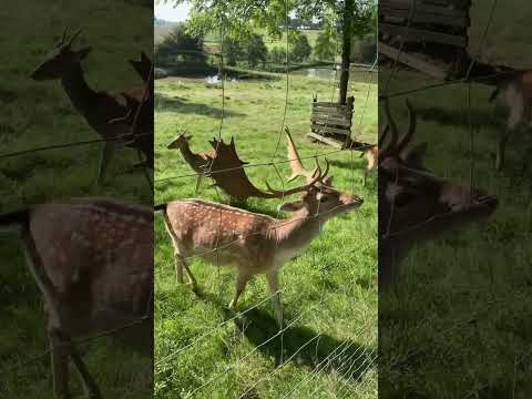 Damwild 🦌 -