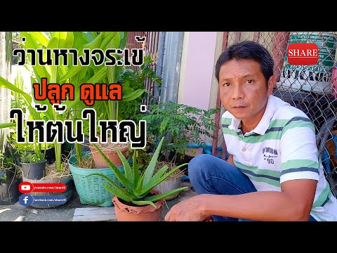 วีดีโอ: จะแพร่พันธุ์ว่านหางจระเข้ที่บ้านได้อย่างไร?