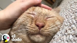 Triste gato de un refugio ronronea por primera vez luego de ser adoptado | El Dodo