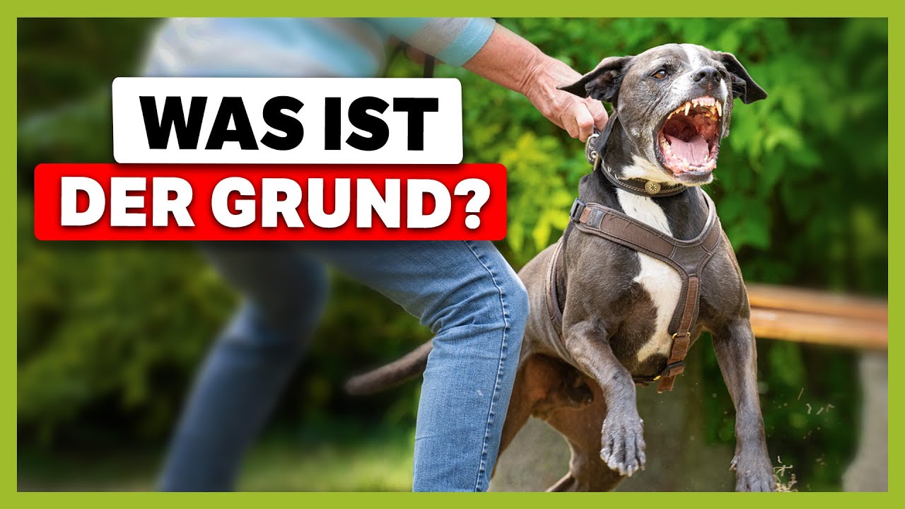 LEINENAGGRESSION bei fremden Hunden: Rüde Elmo geht sofort in die Leine | Live-Training