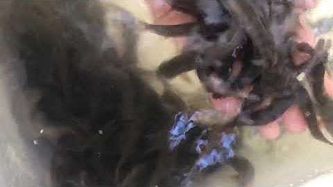 Cá bống gỏi cá nhảy!