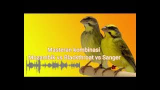 Masteran kombinasi Mozambik vs Blackthroat vs Sanger