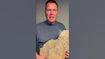 Day 5 of Fossil February CRINOID DEATH PLATE