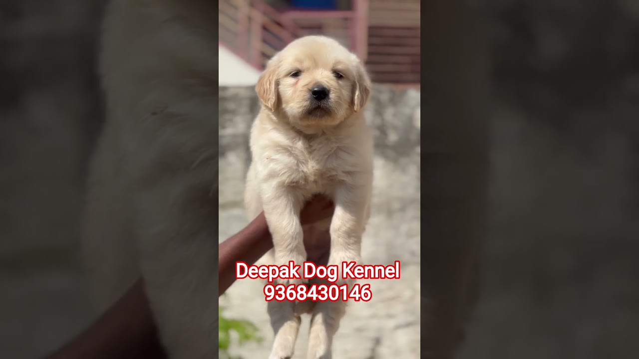 Golden Retriever Male Puppy Available ❤️😍 