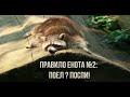 Лучшие приколы с Енотами\Весна пришла\еноты апрель