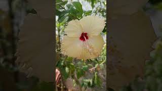 hoyna hoyna ...em chadni🌼🌼🌺🌺🏵️🏵️#flowers #youtubeshorts #shortvideo #deepu