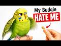Accidentally Taught My Budgie to Hate Me — Here's How I Fixed It