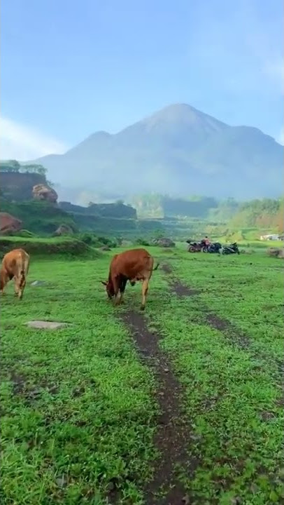 PETERNAKAN YANG INDAH 😍 #shorts #youtube #youtubeshorts #like #ytshorts #indonesia #beautiful #fyp
