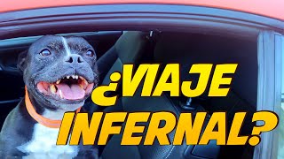 ¿Cómo habituar al perro a viajar en coche?   | Educación Canina