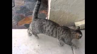 IMG 4366