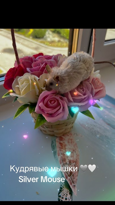 Кудрявые мыши #тексель #silvermouse #мышь #pets #mouse - YouTube