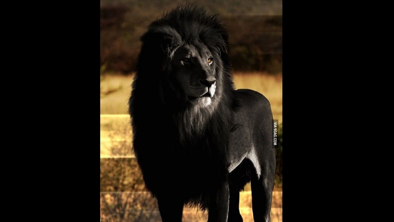 Черны лев 5. Черный Лев. Чёрный Лев существует ли в природе. Африканский Лев с чёрной тгривой. Тени животных Лев.