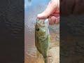 In God fishing caught a Largemouth Black Bass private pond in Oneonta Alabama #fishing #bassfishing